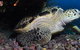 Anchor Bommie Dive Site - thumb 2