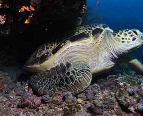 Anchor Bommie Dive Site - Australia Accommodation 2