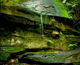 Strickland State Forest - Australia Accommodation 0