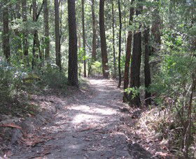 Strickland State Forest - Australia Accommodation 2