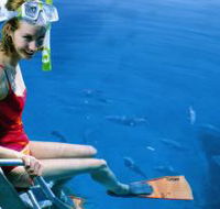 Roy Rufus Artificial Reef Dive Site - Australia Accommodation