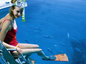 Roy Rufus Artificial Reef Dive Site - Australia Accommodation 0
