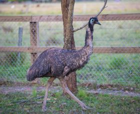 Amazement Farm And Fun Park / Cafe And Farmstay Accommodation - Australia Accommodation 6