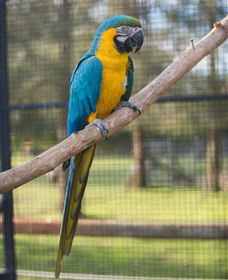 Amazement Farm And Fun Park / Cafe And Farmstay Accommodation - Australia Accommodation 8