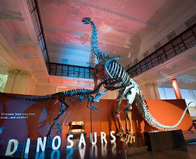 Australian Museum - Australia Accommodation 0