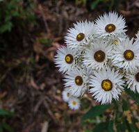 Hastings Forest Way touring route - Australia Accommodation