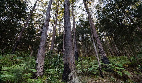 Hastings Forest Way Touring Route - Australia Accommodation 2