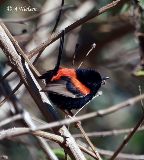 Cooloola Nature - Australia Accommodation 7