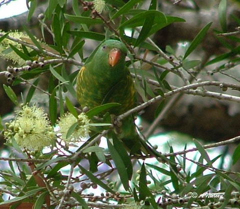 Cooloola Nature - Australia Accommodation 8