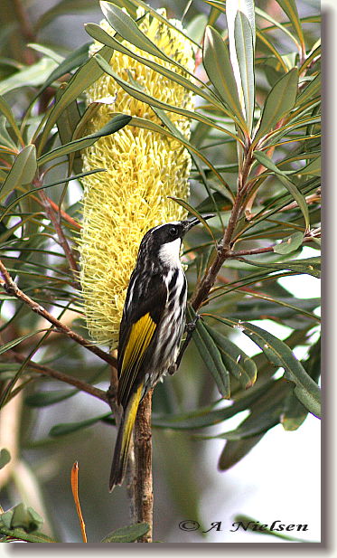 Cooloola Nature - Australia Accommodation 11
