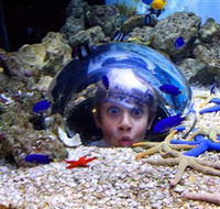 Sea Life Sunshine Coast - Australia Accommodation