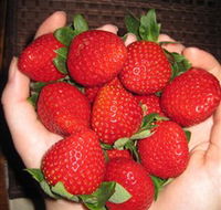 The Strawberry Farm - Australia Accommodation