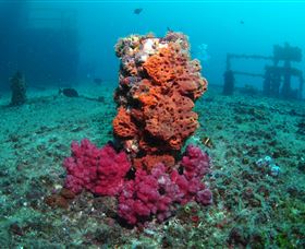 HMAS Brisbane Dive Site - Australia Accommodation 0