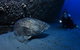 HMAS Brisbane Dive Site - thumb 3
