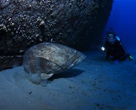 HMAS Brisbane Dive Site - Australia Accommodation 3