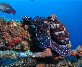 HMAS Brisbane Dive Site - Australia Accommodation 2