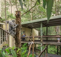 Daisy Hill Koala Centre - Australia Accommodation
