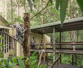 Daisy Hill Koala Centre - Australia Accommodation 0