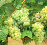 Red Tail Wines - Australia Accommodation