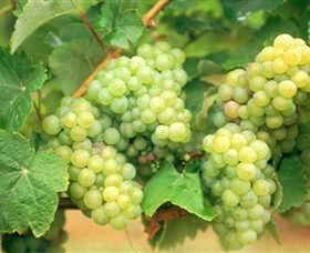 Red Tail Wines - Australia Accommodation 0