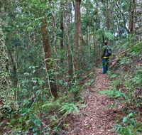 Blackbutt walking track - Australia Accommodation