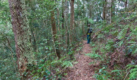 Blackbutt Walking Track - Australia Accommodation 0
