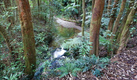 Blackbutt Walking Track - Australia Accommodation 1