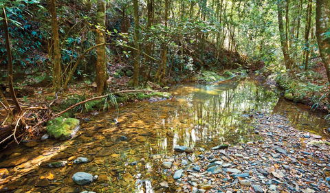 Blackbutt Walking Track - Australia Accommodation 3
