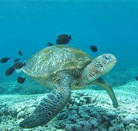 Flinders Reef Dive Site - Australia Accommodation