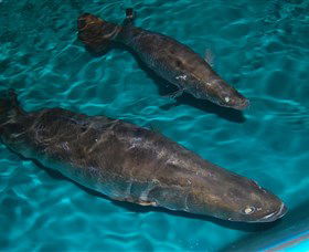 Cookabarra Restaurant And Function Centre - Tailor Made Fish Farms - Australia Accommodation 7