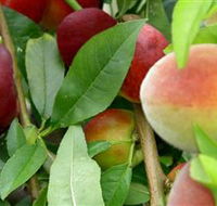 Fruit Salad Tree Company - Australia Accommodation