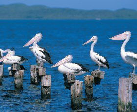 Walpole-Nornalup Inlets - Australia Accommodation 1