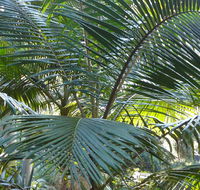 Bangalore Falls walking track