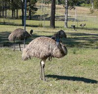Glen Ian Ostrich and Emu Farm - Australia Accommodation
