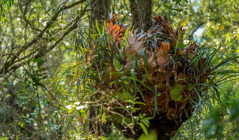 Brimbin Picnic Area - Australia Accommodation 3