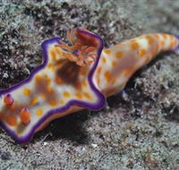Curtain Artificial Reef Dive Site - Australia Accommodation