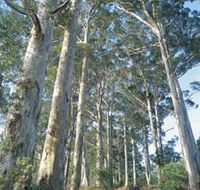 The Great Forest Trees Drive - Australia Accommodation