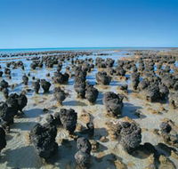 Hamelin Pool Stromatolites - Australia Accommodation