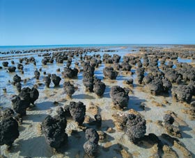 Hamelin Pool Stromatolites - Australia Accommodation 0