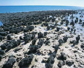 Hamelin Pool Stromatolites - Australia Accommodation 1