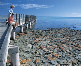 Hamelin Pool Stromatolites - Australia Accommodation 3