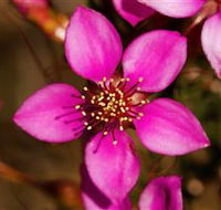 Flora - Australia Accommodation