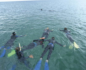 Dolphin Discovery Centre - Australia Accommodation 2