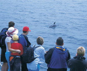 Dolphin Discovery Centre - Australia Accommodation 3