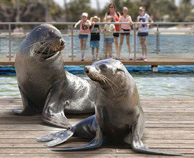 Australia's Sea World - Australia Accommodation 1