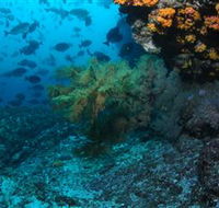 Henderson Rock Dive Site - Australia Accommodation