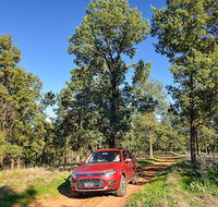 Wallingat Forest drive - Australia Accommodation