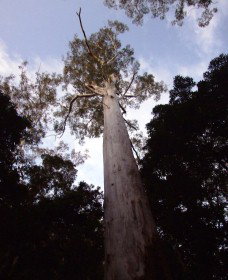 Orara East State Forest - Australia Accommodation 3