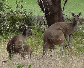 Capel Golf Club - Australia Accommodation 2