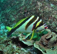 Palm Beach Reef Dive Site - Australia Accommodation